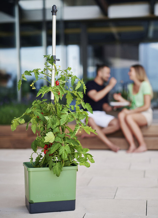 Plantenbakken - Gusta Garden Tomtomaat met irrigatiesysteem, in Farbe GROEN Ansicht 1